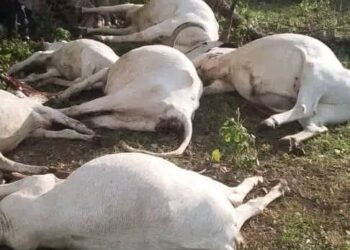 Intempéries dans le nord du Bénin: Huit bœufs tués par la foudre, un berger grièvement blessé