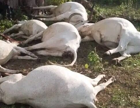 Intempéries dans le nord du Bénin: Huit bœufs tués par la foudre, un berger grièvement blessé