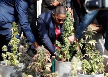 Botswana: Le cannabis gagne du terrain dans l’économie légale