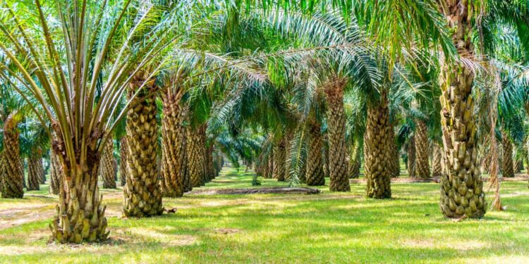GOUVERNANCE DES COOPÉRATIVES AGRICOLES: CAR d’Agbotagon : 04 décisions de justice bafouées, toujours non exécutées