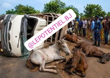 Accident de circulation dans le Borgou: Un véhicule transportant des hommes et des chevaux se renverse à N’dali