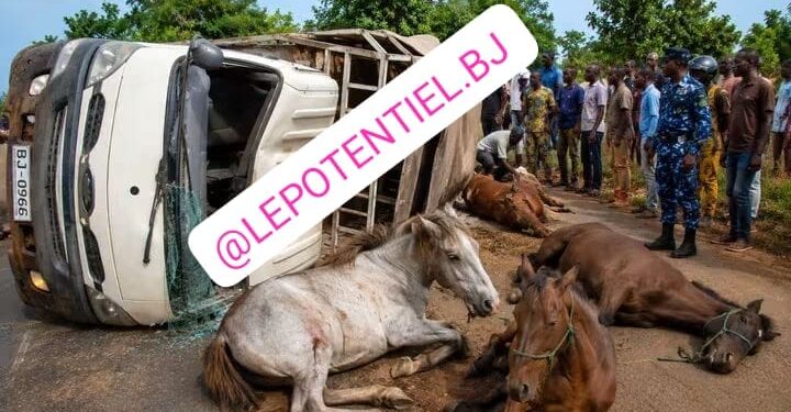 Accident de circulation dans le Borgou: Un véhicule transportant des hommes et des chevaux se renverse à N&rsquo;dali