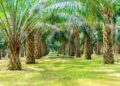 Gestion peu orthodoxe des Coopératives d’Aménagement agricole au Bénin :CAR-Agnito : des millions envolés, les coopérateurs sacrifiés