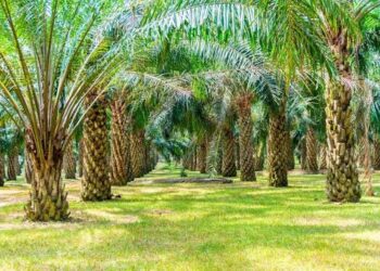 Gestion peu orthodoxe des Coopératives d’Aménagement agricole au Bénin :CAR-Agnito : des millions envolés, les coopérateurs sacrifiés
