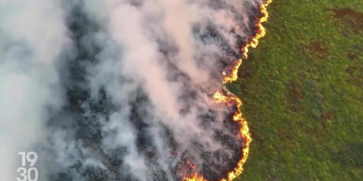 Belgique : 2 700 hectares ravagés par un vaste incendie,  plus de 250 intervenants engagés contre les flammes