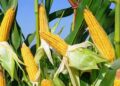 Agriculture au Bénin : 2.000 producteurs de maïs ciblés par un programme de productivité et de protection sociale