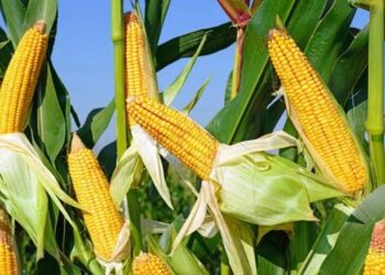Agriculture au Bénin : 2.000 producteurs de maïs ciblés par un programme de productivité et de protection sociale