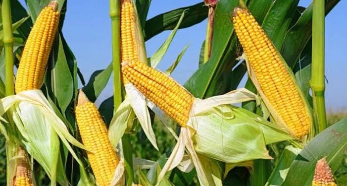 Agriculture au Bénin : 2.000 producteurs de maïs ciblés par un programme de productivité et de protection sociale