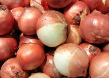 Sénégal: Reprise des importations d’oignons après plus de sept mois de suspension