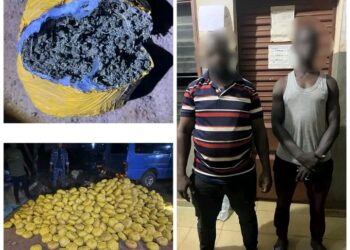 Lutte contre le trafic de drogue dans les Collines: Plus de 1 000 boules de chanvre indien dissimulés dans des sacs de jute saisies à Bantè