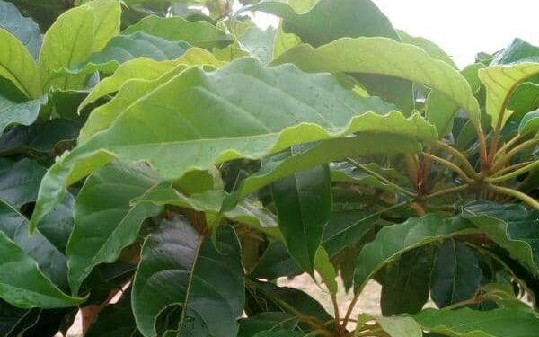 Compensation carbone et politique de zéro plastique : Des Terminalia superba mis en terre à Fidjrossè