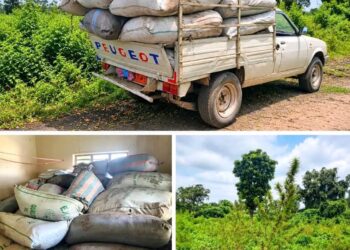 Découverte d’une plantation de chanvre indien à Savè : 5 individus arrêtés, 60 sacs de produits prohibés saisie