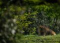 Accident mortel dans un mini-zoo : Togo : une fille béninoise mortellement attaquée par un lion