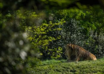 Accident mortel dans un mini-zoo : Togo : une fille béninoise mortellement attaquée par un lion