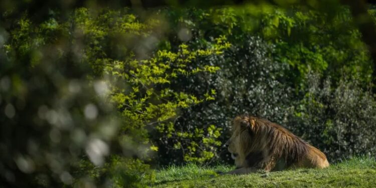 Accident mortel dans un mini-zoo : Togo : une fille béninoise mortellement attaquée par un lion