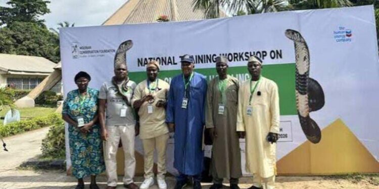 Nigéria : 43 000 morsures de serpent et 2 500 décès enregistrés chaque année
