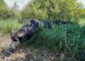 Commune de Djidja : un buffle solitaire en divagation, les populations appelées à la vigilance et à la prudence