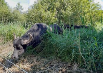 Commune de Djidja : un buffle solitaire en divagation, les populations appelées à la vigilance et à la prudence