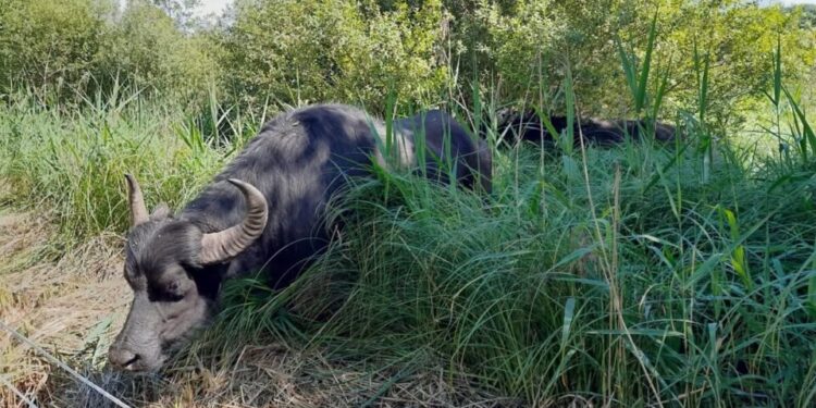 Commune de Djidja : un buffle solitaire en divagation, les populations appelées à la vigilance et à la prudence
